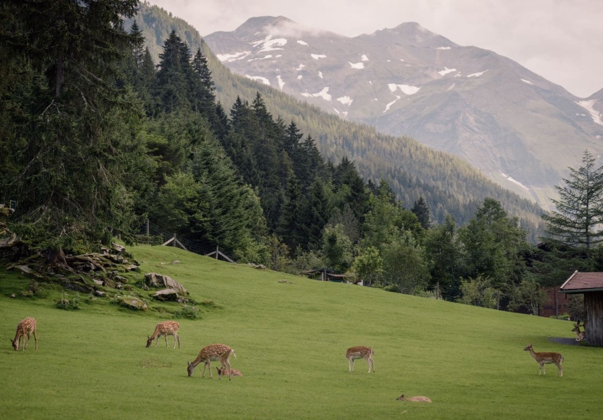 Wildpark Ferleiten © WILD- & ERLEBNISPARK FERLEITEN