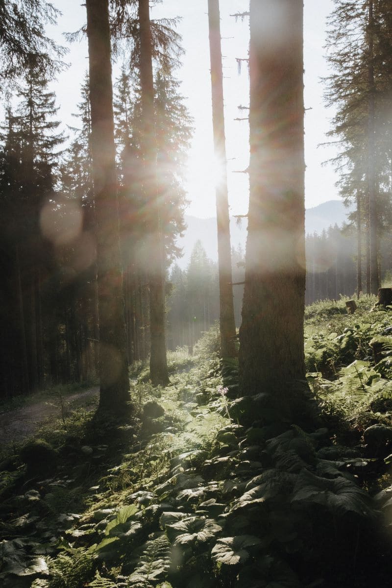 Wandern am Berg in Großarl