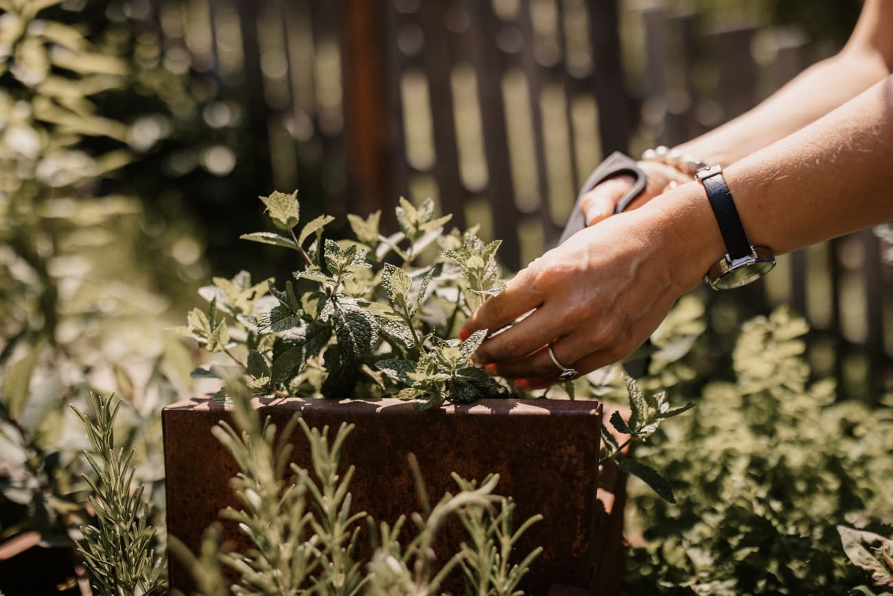 Frische Bergkräuter