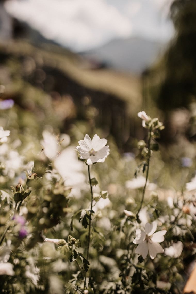 Blumenwiese im Großarltal