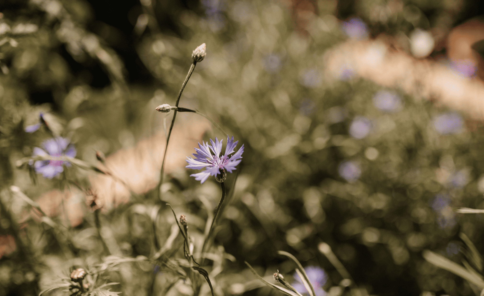 Blumenwiese in Großarl