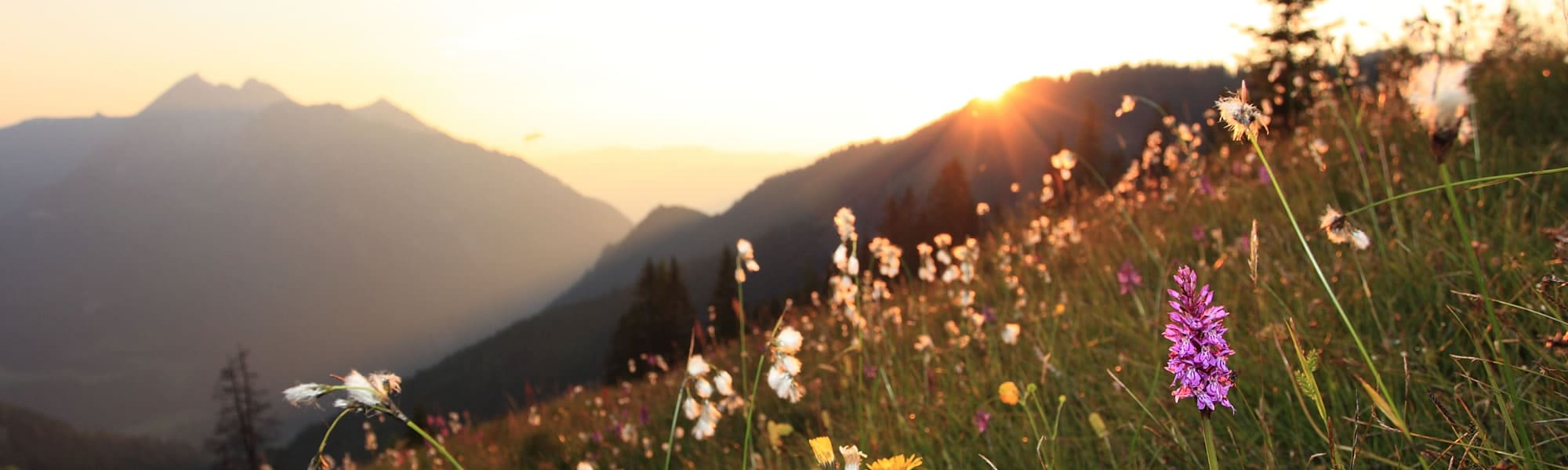 Sonnenuntergang hinter blühender Almlandschaft