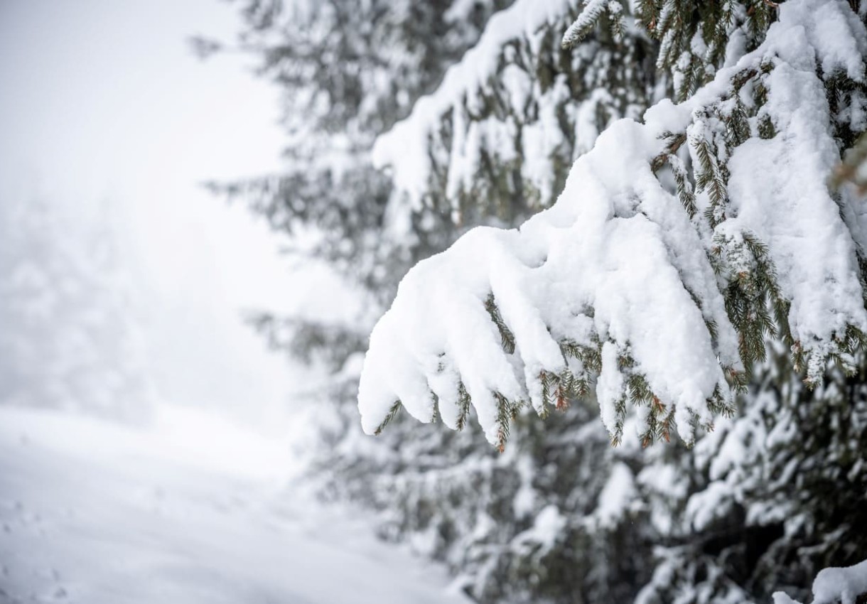 Äste im Schnee © Großarltal / Gipfelfieber