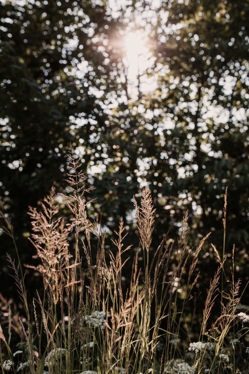 Detailaufnahme von Gräsern im Sonnenlicht