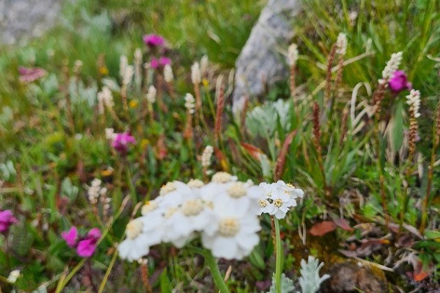 Seltene Blumenvielfalt Seltene Blumenvielfalt
