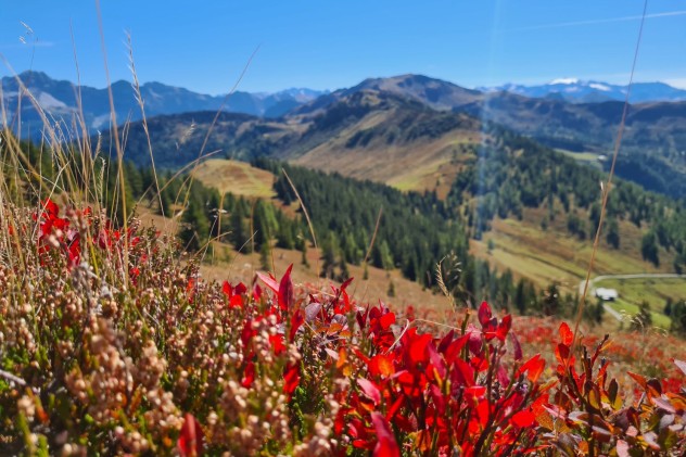 Das Laub der Heidelbeeren leuchtet knallrot im Herbst Das Laub der Heidelbeeren leuchtet knallrot im Herbst